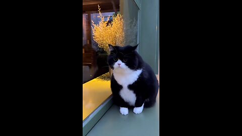 "Black Tie, White Paws: The Elegance of a Tuxedo Cat"
