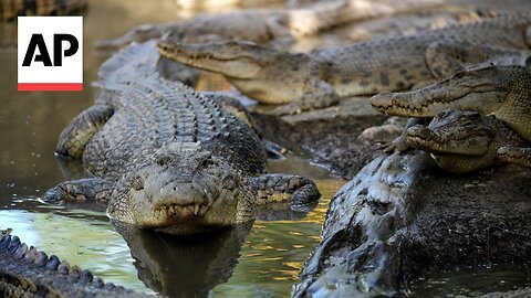 Crocodile attacks are on the rise in Indonesia