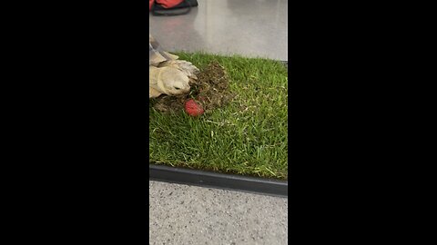 Turtle treat 4