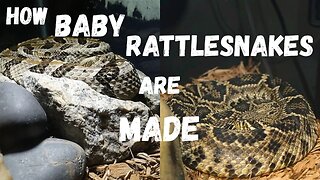 This Is How Baby Rattlesnakes Are REALLY Made