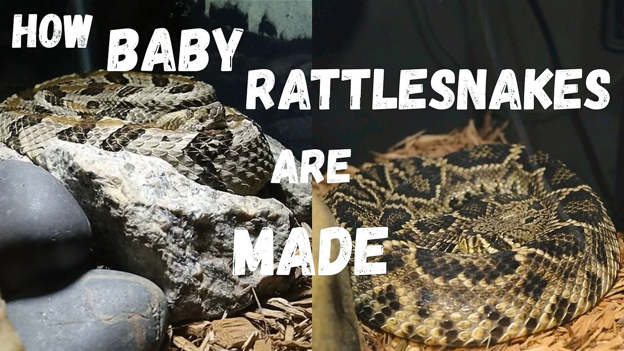 This Is How Baby Rattlesnakes Are REALLY Made