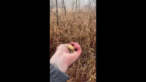 Feeding_Birds_from_My_Hand👍