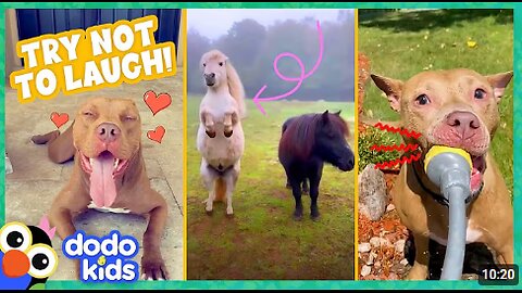 Try Not To Laugh At These Funny, Cute Animals | Dodo Kids | Animal Videos