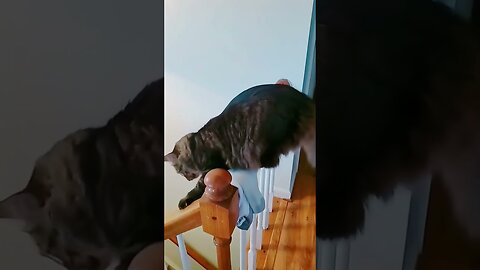 Hilarious Cat Fails You’ll Want to Watch Twice! 😹