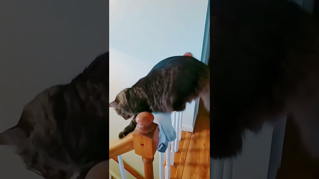 Hilarious Cat Fails You’ll Want to Watch Twice! 😹