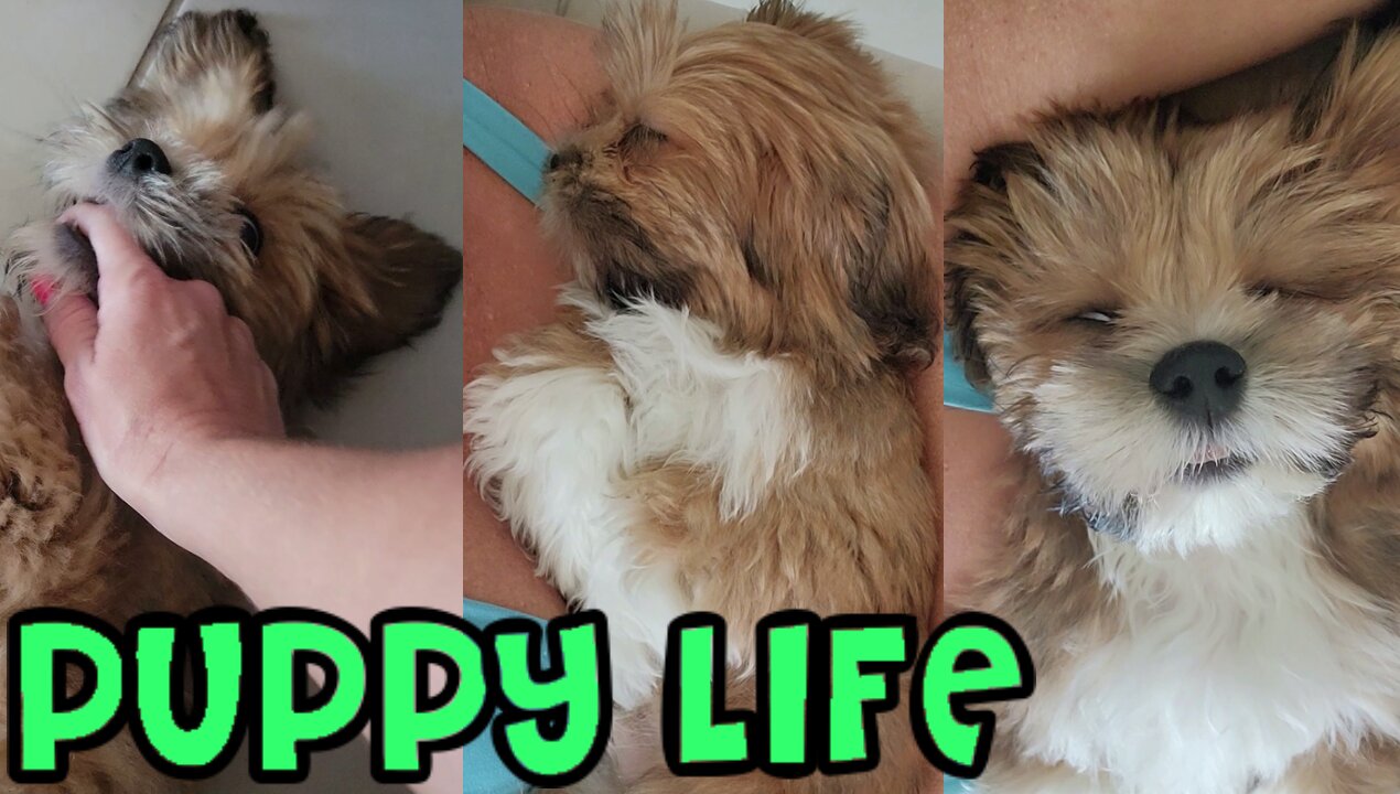 Puppy Life