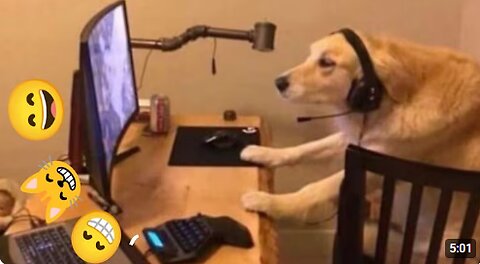 Top funny animal clips,most funny animal videos,funny dogs,funny cats,funny animals
