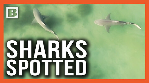 Shark Spotted! 2 Large Sharks Seen in "Shark Alley" Off of Honeymoon Island