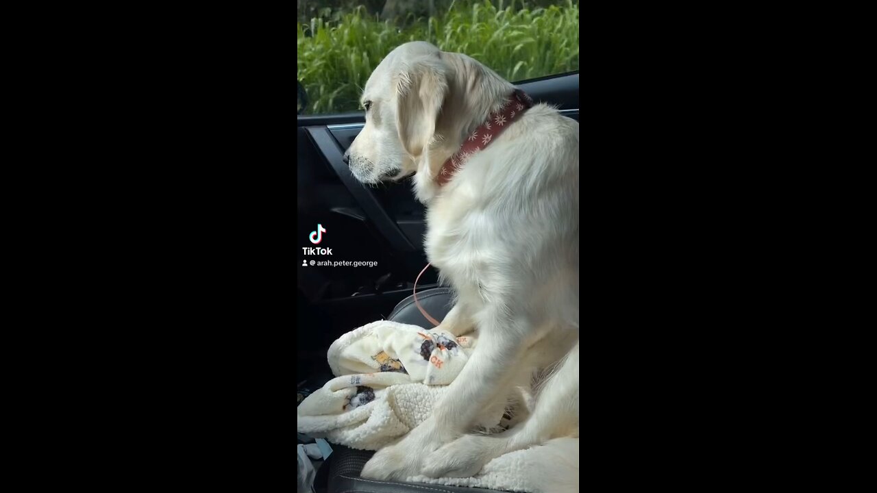 Golden Retriever Coming Off Anesthesia