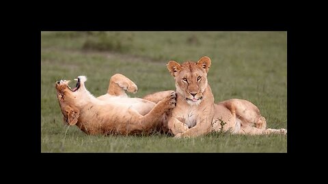 Funny Cat Videos