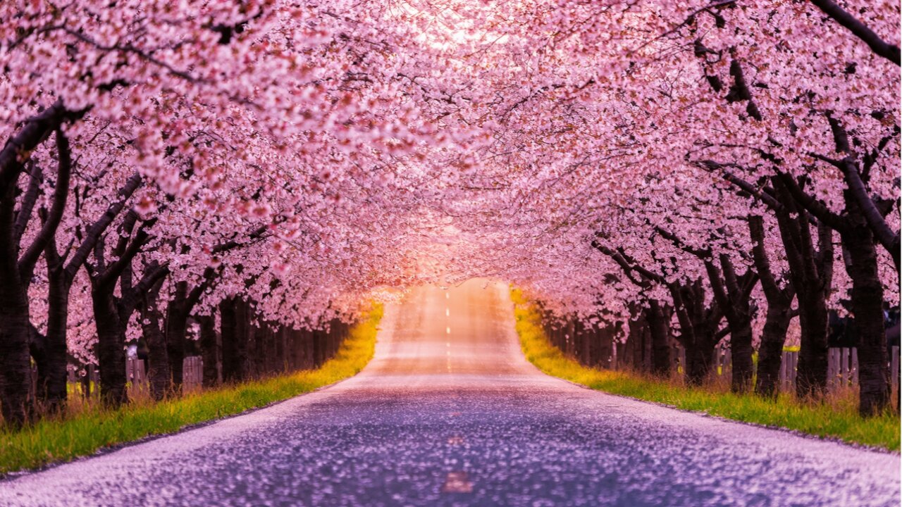 💰Wealth Luck Frequency💰Hopeful spring days are coming! Solve all your money problems