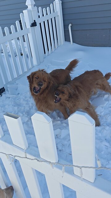 Aggressive dog fight part two