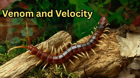 Venom and Velocity: The Deadly Biology of the Amazonian Giant Centipede