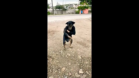 haw possible 🤔 dog dance | ai video