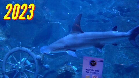 ADVENTURE AQUARIUM ADVENTURE (PART 3)