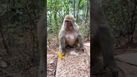 Also know about the bread-paper-peeling monkey