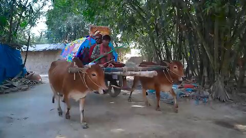 Bangla comedy funny video