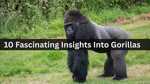 Discover the Fascinating World of Gorillas: Gentle Giants of the Forest