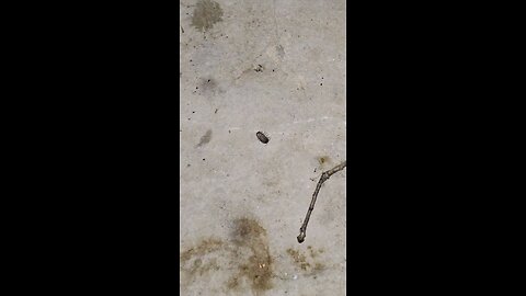 rolly fighting for life