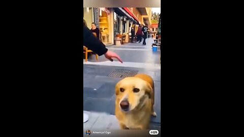 funny dogs