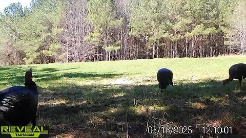 Middle ga turkeys starting to get fired up!!