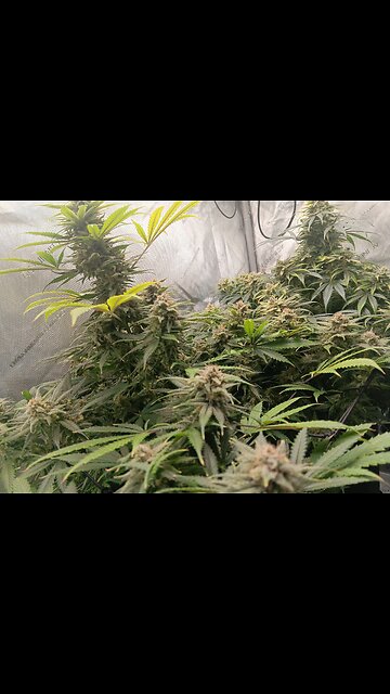 Wedding cheesecake week 17 day 1