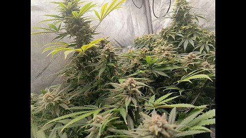 Wedding cheesecake week 17 day 1