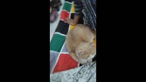 cat 🐱