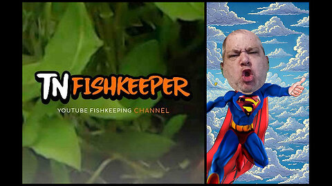 TNFISHKEEPER.COM™ 🐠 WHO IS THE REAL SUPERMAN? #COMEDY