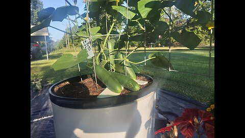 Third Hossinator Container Cucumber Harvest 8/26/25