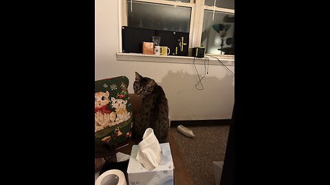 Pearl cat is sitting on my chair is she Human?