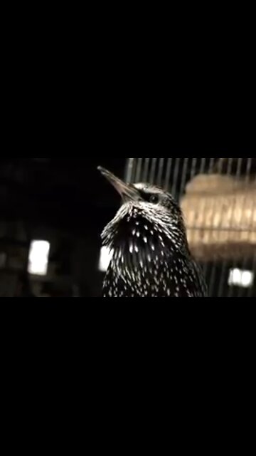 AMAZING SOUNDS OF THE COMMON STARLING. 🐦