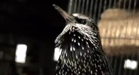AMAZING SOUNDS OF THE COMMON STARLING. 🐦