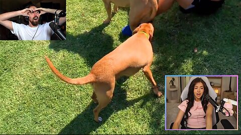 Pokimane mods turn against her..