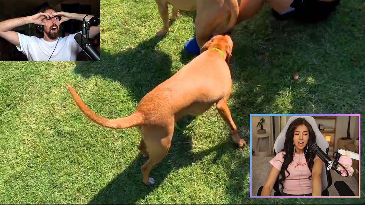 Pokimane mods turn against her..