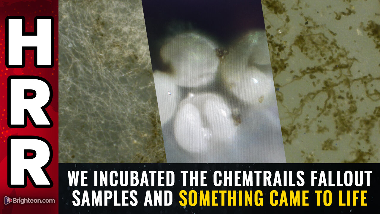 We incubated the chemtrails fallout samples and SOMETHING CAME TO LIFE