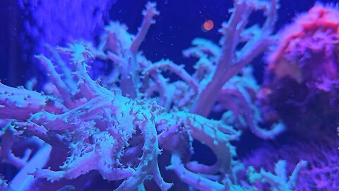 Beautiful Coral