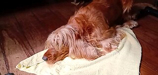 dog Animals pet cute entertainment film