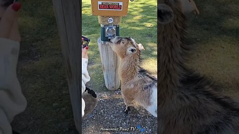 Funny animals 2024😂- Funniest Cats and Dogs Video😹🐶 #36