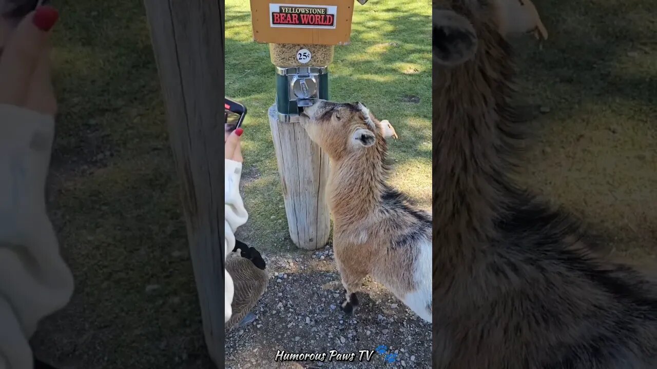 Funny animals 2024😂- Funniest Cats and Dogs Video😹🐶 #36