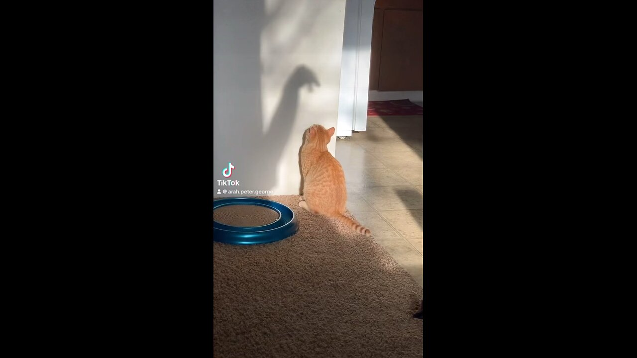 Cat Does Battle With Mysterious Shadow Monster