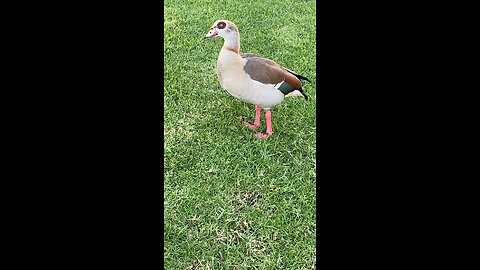 Egyptian Goose 🪿 #shorts #egyptiangoose #followme #viral #trending #goose