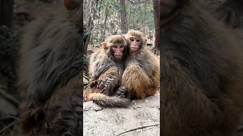 A monkey couple is cuddling to avoid the cold after swimming