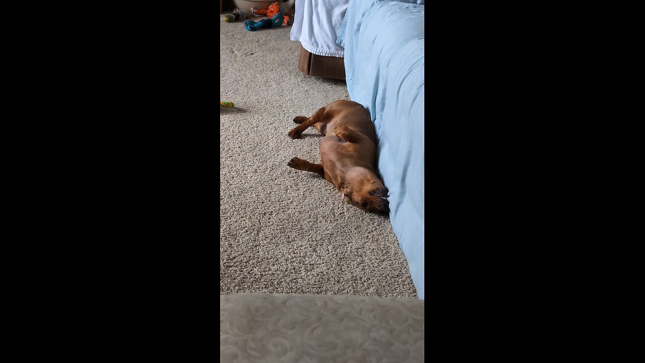 wiggles