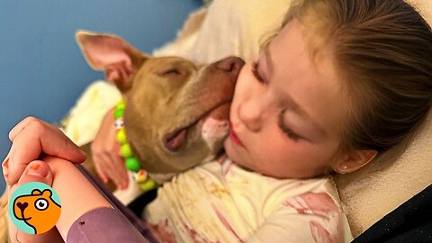 Cutest Pit Bull Becomes Little Girl's Shadow | Cuddle Buddies