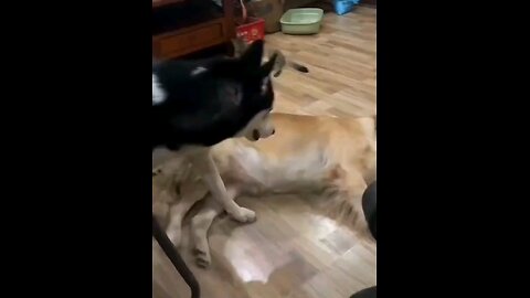 Dog's Comedic Moments"
