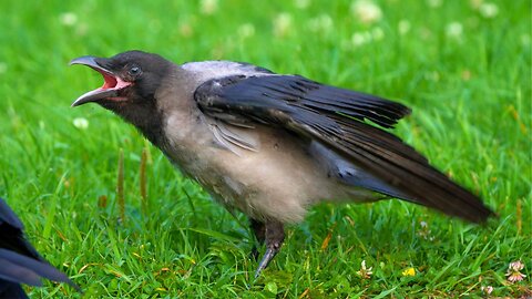 Hooded Crow Family Breakfast with 2 Juveniles
