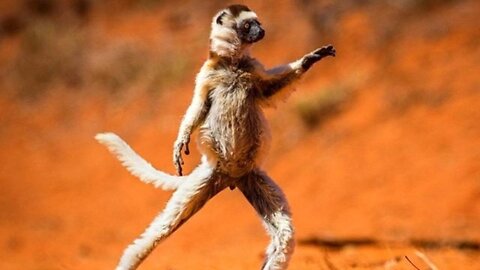 Funniest animal videos ever (part2)