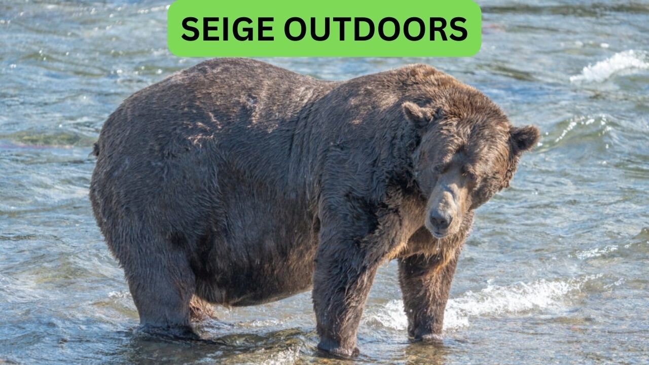 Katmai National Park Bear Feeding Live Stream!