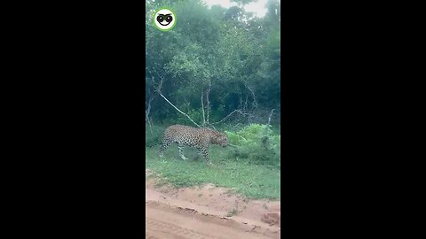 Wild Leopard Sighting in Sri Lanka! 🐆🇱🇰